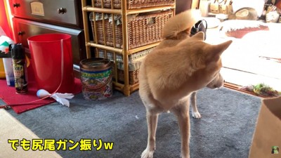 お顔はプイッ、しっぽはフリフリ