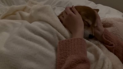 顔を包まれる犬