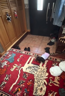 パパが入ってくるのを待つ小型犬