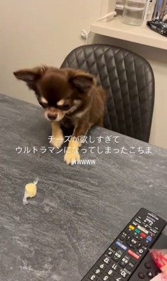 チーズを取りたいココちゃん2