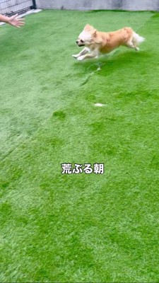 庭を全力疾走するチワワ