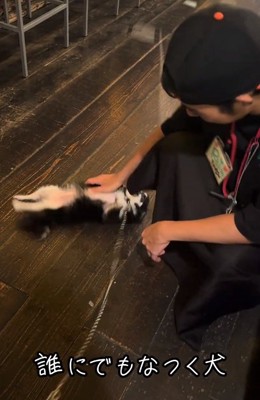 きれいなヘソ天をするオレオちゃん