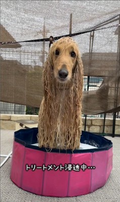 マークリンくんのシャンプー前後4