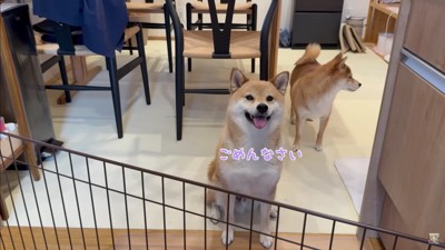 「ごめんなさい…」