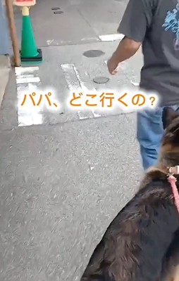 犬の後ろ姿1