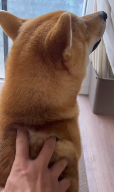 マッサージされる犬