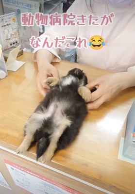 早速のへそ天！