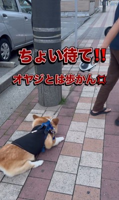 リードを持つ人が交代した時のジノくん⑩