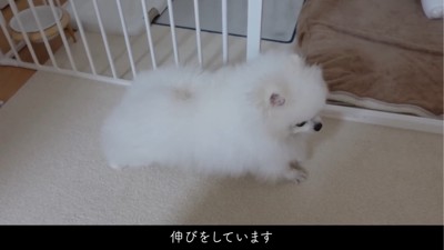 伸びをする犬