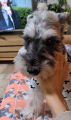 テレビに自分が出た時の風太くん8