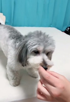 おやつを食べるこりきくん