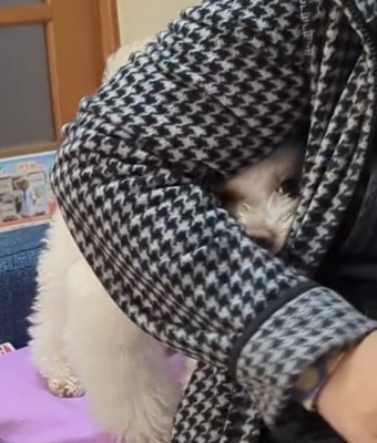 腕の間に顔を入れる犬