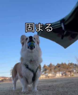 固まる犬2