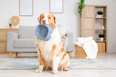 ボウルをくわえて見つめる犬
