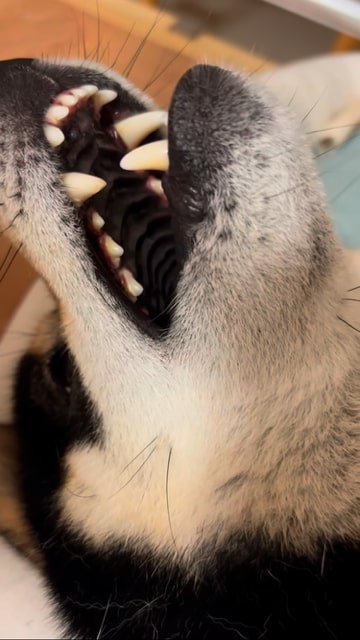 指を噛もうと口を閉じる柴犬