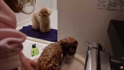 うゆちゃんのシャンプー中の出来事6