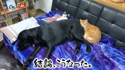 ムニくんと猫たちの尊い関係7