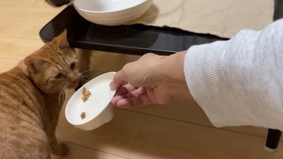 よもぎちゃん&だいず君の納豆への反応7