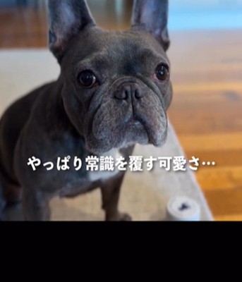 カメラ目線の犬