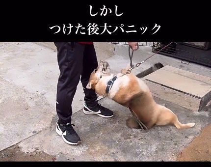 パニックになる柴犬