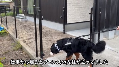 ドッグランを見に行くどんちゃん