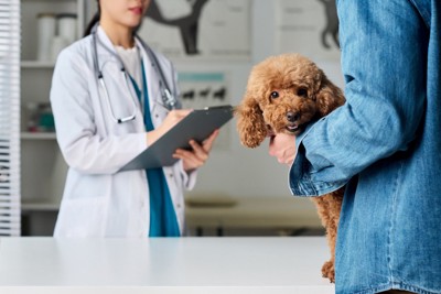 飼い主と一緒に診察に来た犬