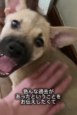今ではすっかり幸せ犬に♡