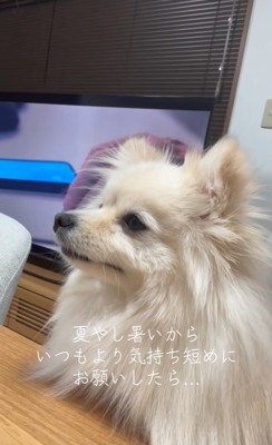 モロちゃんのビフォーアフター5