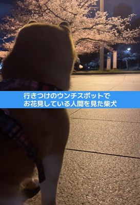 お花見している人を見て…