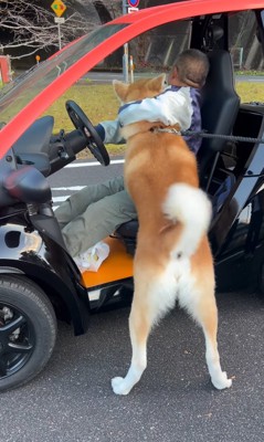 仲良しのおじさんに飛びつく秋田犬