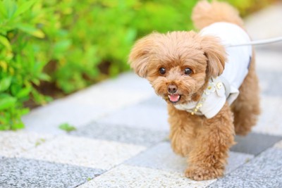 散歩を楽しむ犬