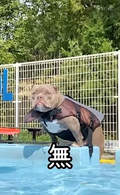 おもちゃを無視する中型犬