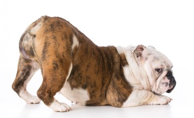 祈りの姿勢をとっている犬