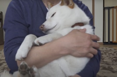 抱っこされて落ち着く犬