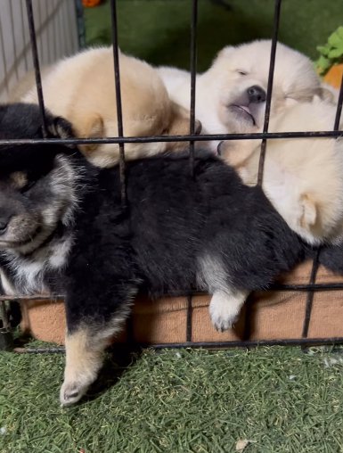 ケージの端で積み重なって眠る柴犬パピーたち