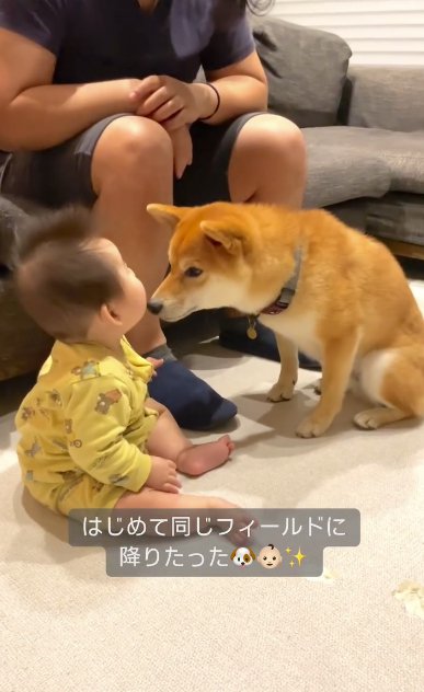 カーペットに座る赤ちゃんと向き合う柴犬