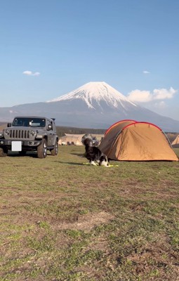 右往左往する犬