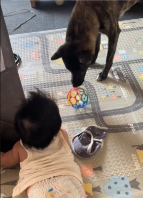 ボールを転がす犬