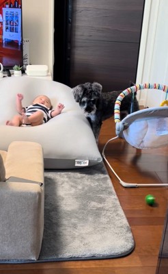 赤ちゃんを遊びに誘うらんちゃん8