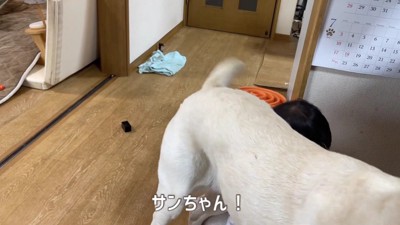 ユウちゃんが起き上がらない…