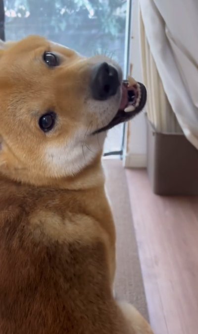 振り返る犬
