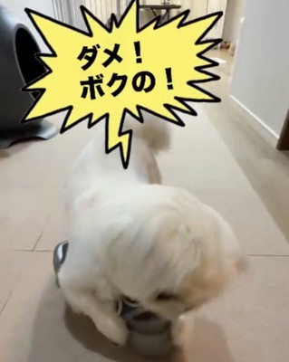 靴を抑える犬