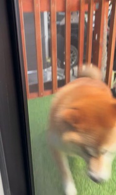 お兄ちゃんの帰省を喜ぶパンちゃん6