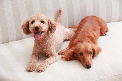 リラックスした2匹の犬