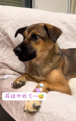 「耳はやめてね～」