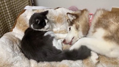 シャンテちゃん＆バロンちゃん7