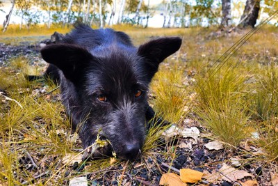 伏せている黒い犬