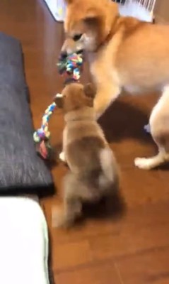 もずく君とわさび君の変化3