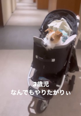 ドッグカートに乗る犬