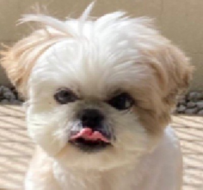 アップのほまれ君2